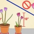 Cultivo de tulipas em vasos