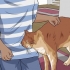 Desembaraçar o pelo do gato