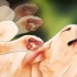 Livre-se dos piolhos do cachorro