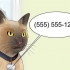 Movendo-se com um gato