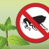 Remova as pulgas com hortelã