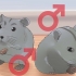 Cuidando de hamsters anões chineses