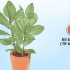 Cuidando de um ficus