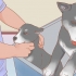 Cuidando de um husky