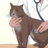 Cuidando de um gato com felv