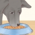 Cuidando de um labrador retriever
