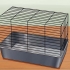 Cuidando de um hamster anão russo