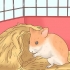 Cuidando de bebês de hamster