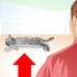 Cuidar do seu gato após a esterilização ou castração