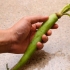 Preparando wasabi
