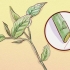 Poda de weigela