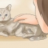 Saber se seu gato está morrendo