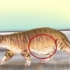 Diagnosticando vermes em um gato