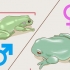 Veja se o seu sapo é macho ou fêmea