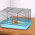 Faça seu hamster confiar em você