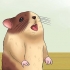 Mantendo seu hamster fresco em clima quente