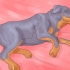 Certifique-se de que seu cão não durma mais na sua cama