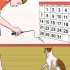 Impeça seu gato de te atacar