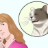 Certifique-se de que seu gato não arranca sozinho