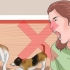 Faça seus dois cachorros pararem de brigar