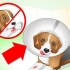 Cuidando de um cachorro com pontos