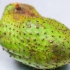 Fazendo suco de graviola