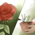 Elimine manchas pretas em rosas